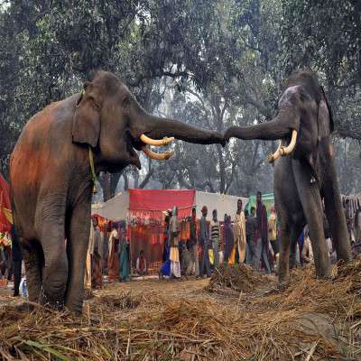 Sonepur Mela Sightseeing